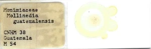 Diapositiva microscopio de polen Mollinedia guatemalensis - Imagen 1 de 1