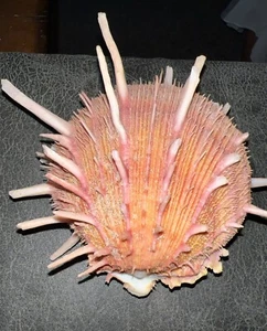 Spondylus Reesianus ( Spiny Oysters) Philippines, Approx. 3.5 X 4” - Picture 1 of 5