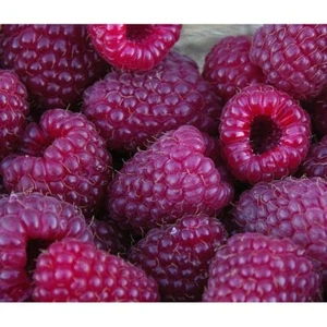 3 Raspberry Plants "Royalty Purple" (3 Large 1 Year Old Plug Plants) Zones: 4-8 - Picture 1 of 9