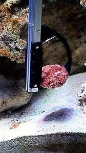 Aquarium Grabber Tongs Saltwater Safe - LAST ONE YOU WILL BUY - Fish Tank Coral - Picture 1 of 12