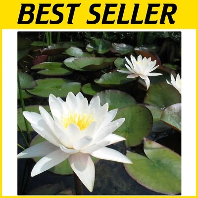 Blooming White Water Lily Plant for Ponds – Hardy, Low-Maintenance, Fragrant - Image 1 of 4