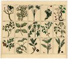 Antique Print Of Various Species Of Palms, Fruit And Trees From Southeast Asia B