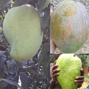 BeauFlora Hybrid Mango ( Noorjahan , Graft ) Exotic 1 Bare-Root Plant - Picture 1 of 1