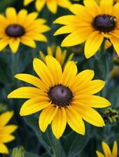 100 Black Eyed Susan Seeds Rudbeckia Hirta Yellow Flower Usa Organic Easy Garden