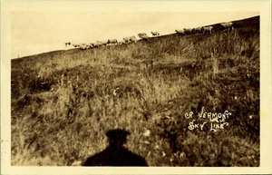 RPPC Sheep Vermont Skyline Photographer's Shadow Real Photo Postcard - Picture 1 of 2