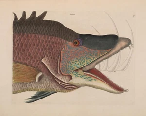 Mark Catesby : "The Great Hog-Fish" (1771) — Giclee Fine Art Print - Picture 1 of 7