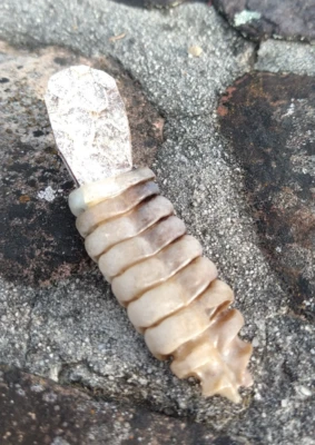 Western Diamondback Rattlesnake Rattle Hat Tac made in USA Foto 1 de 4