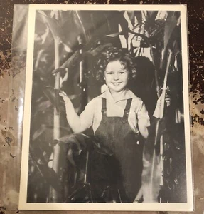 Vintage Shirley Temple Photograph In Corn Field Black And White 8”x10” - Picture 1 of 15