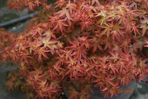 Japanese Maple Otaha - Picture 1 of 1