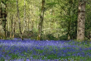Bluebell Woods at Basildon Park Reading UK photograph picture poster art print - Picture 1 of 1