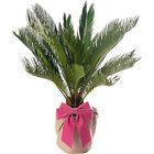 Cycas Revoluta Large Sago Palm Exotic Rare Plant Gift for Mum on Mother's Day