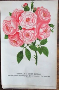 Vtg, Print, GREVILLE OR SEVEN SISTERS ROSE , BOTANICAL, 1900 - Picture 1 of 1