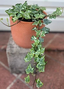 HEDERA HELIX CASCADE VARIEGATED IVY COMMON ROOTED CUTTINGS INDOOR BASKET 21-2 - Picture 1 of 8