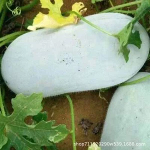 Crawling on the ground, seeds of winter melon, hairy gourd, vegetable seeds - Picture 1 of 12