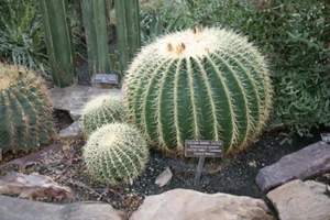 WHITE BARREL CACTUS SEEDS (Echinocactus grusonii v. Albispinus) - Picture 1 of 2