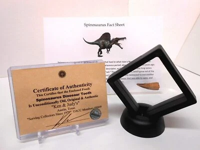 Rockhound's 1st Choice Fossil Spinosaurus Dinosaur Tooth Morroco KEM KEM Beds - Image 1 of 4