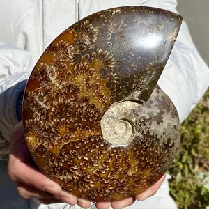 1.8LB Natural Spiral Seashell - Marine Biology Display & Coastal Decor - Picture 1 of 12