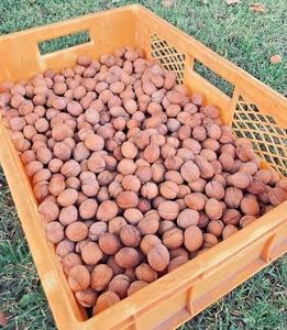 4 kg Walnüsse Neue Ernte! 2025, unbehandelt, naturbelassen. - Bild 1 von 1