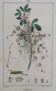 CUSCUTE Botanique GRAVURE Lambert TURPIN Plantes XIX° - Picture 1 of 2