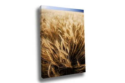 Wheat Field Canvas: Oklahoma Farm Country Grain Stalks Farmhouse Wall Art - Image 1 of 4