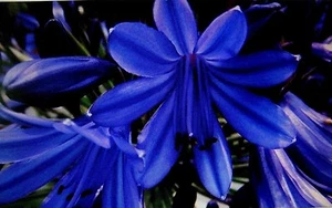 Agapanthus Plants Black Panther Two X large one litre pots - Picture 1 of 6