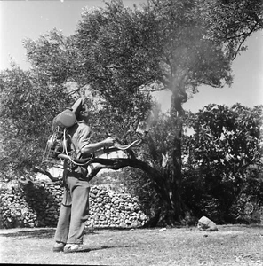 SLANO c. 1960 - Traitement des Oliviers Croatie - Négatif 6 x 6 - YOUG 58 - Picture 1 of 1