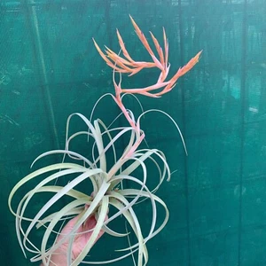 Air Plant, Bromeliad, Tillandsia Crowning Glory (7-8cm) (Auto Combine Postage) - Picture 1 of 6