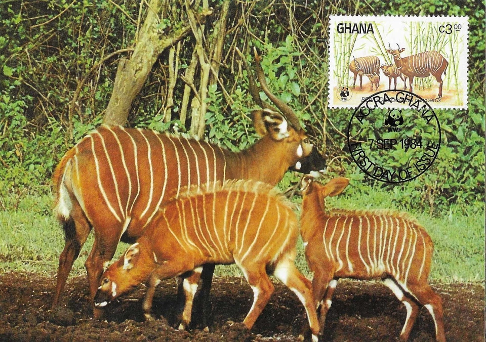 Bongo Young Small Female Antelopes Bongos Ghana Maxi FDC Card 1984 - Image 1 of 1