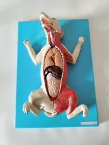 52cm/21"/ 10 piezas Plástico PERRO Modelo Anatómico/Modelo de Anatomía Animal - Imagen 1 de 6
