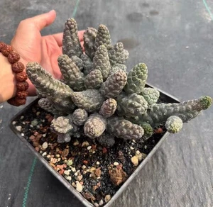 10cm+ Euphorbia gymnocalycioides WYSIWYG Self Rooted - Picture 1 of 7