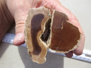 427 FACE POLISHED PETRIFIED WOOD, GREAT DISPLAY. EX CLOSED OLD TIME ROCK SHOP - Picture 1 of 5