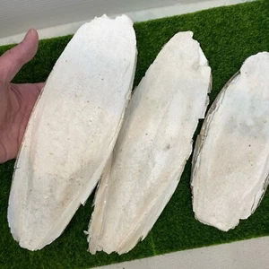 Natural Cuttlebone Cuttlefish Bone Bird Reptile Turtle Art Food Calcium 8"++ - Picture 1 of 6