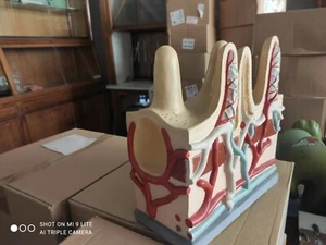 Vintage 1950s/60s Intestinal Villi Section Anatomical Model Anatomical Model - Picture 1 of 3