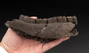 Fósil de mandíbula de caballo Leisey Shell Pit Florida 0872 - Imagen 1 de 5