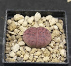Lithops Lesliei Cv. Fred´S Redhead , Phyto Available, Living Stone, Mesemb