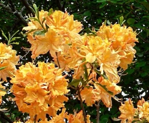 ( 1 ) - Golden Lights Deciduous Azalea - Starter Plant ( 7L ) ( 1 live plant ) - Picture 1 of 3
