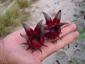 Afrikanische Malve -hibiscus sabdariffa- 10 Samen - Bild 1 von 1
