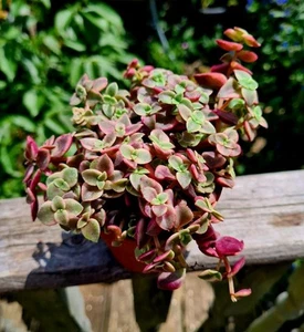 Crassula pellucida subsp. marginalis 'Calico Kitten'succulent plant - Picture 1 of 4