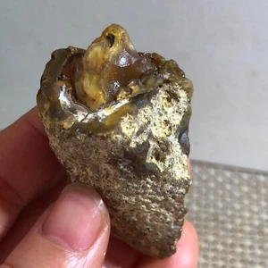 Bonsai Suiseki-Natural Gobi Agate Eyes Stone-Rare Stunning Viewing 54g b114 - Picture 1 of 7