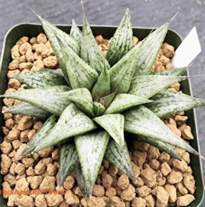 Succulent -Haworthia cv ‘Metalica’, Offset - Picture 1 of 4