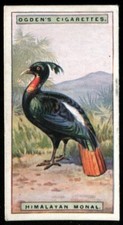 Tobacco Card, Ogdens, FOREIGN BIRDS, 1924, Himalayan Monal, #30