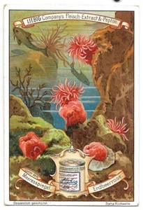 Meeresspiegel Unterwasserleben - Erdbeerrose Seeanemone - Chrom Liebig - Bild 1 von 2