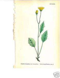 SOWERBY FINO estampado botánico coloreado a mano AMARILLO B - Imagen 1 de 1