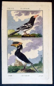 1770 Comte de Buffon antica stampa ornitologica - Great Hornbill Sud America - Foto 1 di 2