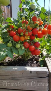 10 graines de tomate nain cerise VILMA dwarf cherry.. pot balcon terrasse m.bio - Picture 1 of 5