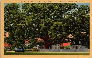 Postkarte The Old Wye Oak Tree Wye Mills Maryland - Bild 1 von 2