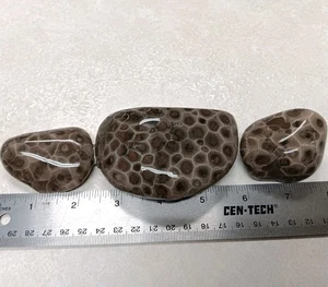 3 Dark Petoskey Stone 15.3 oz Unpolished Lot of Michigan Hexagonaria Fossils  - Picture 1 of 4