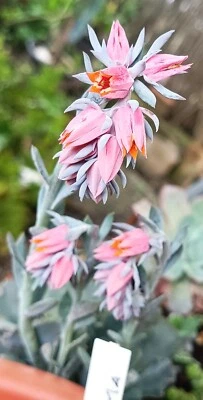 Echeveria shaviana 'Truffles' rare succulent cactus cacti live plant free gift - Image 1 of 4