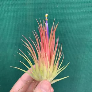 Air Plant, Bromeliad, Tillandsia ionantha var. Ionantha (1-2cm Pup) - Picture 1 of 3