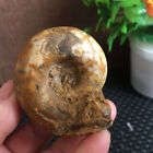 96g  natural rough unpolished  conch Ammonite from Nigeria  pd259